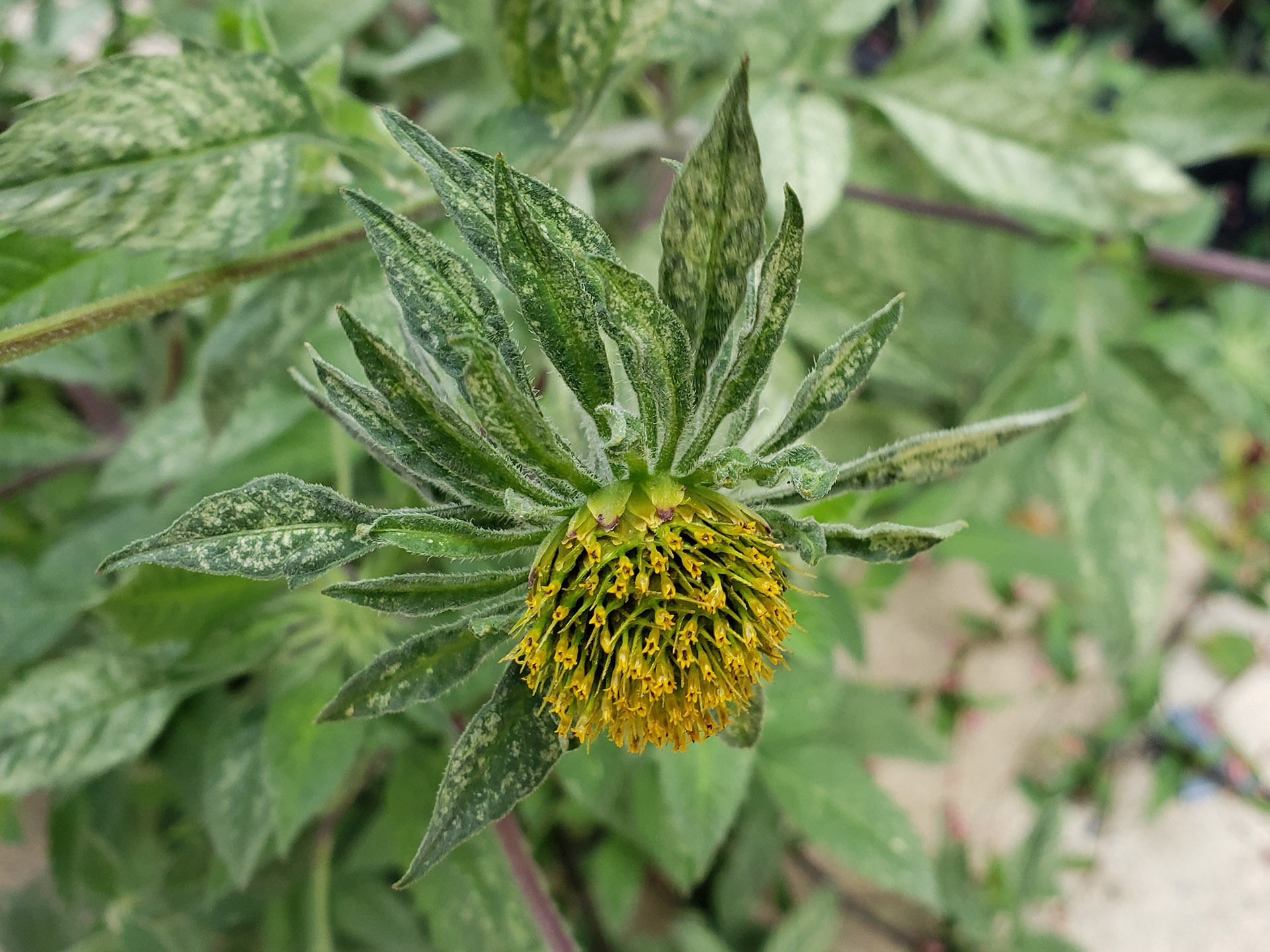 Big Devil's Beggarticks growing out of a pavement joint