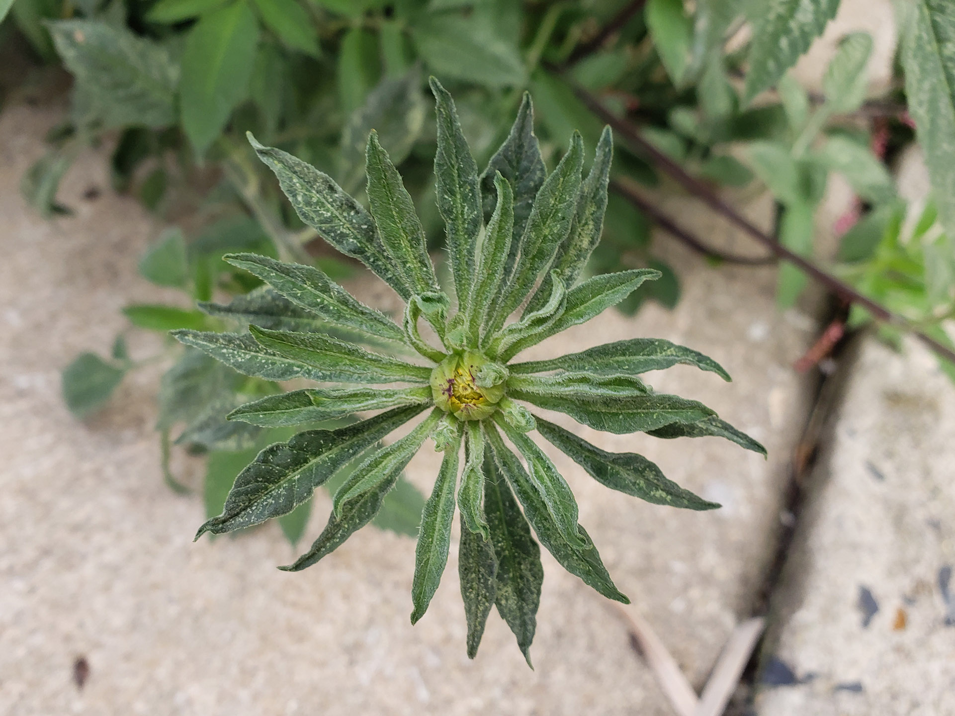 Big Devil's Beggarticks growing out of a pavement joint