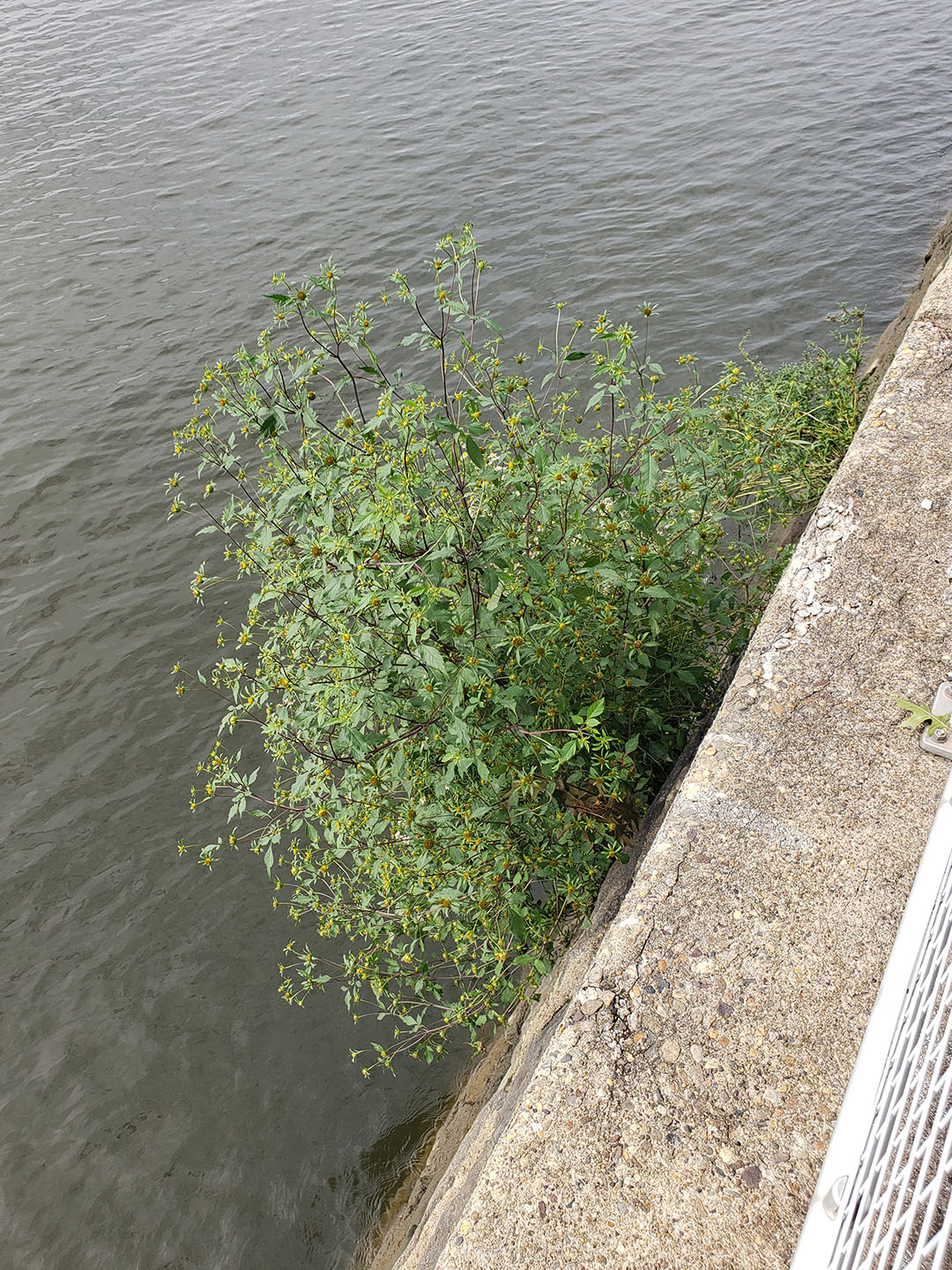 Big Devil's Beggarticks growing out of a wall over water