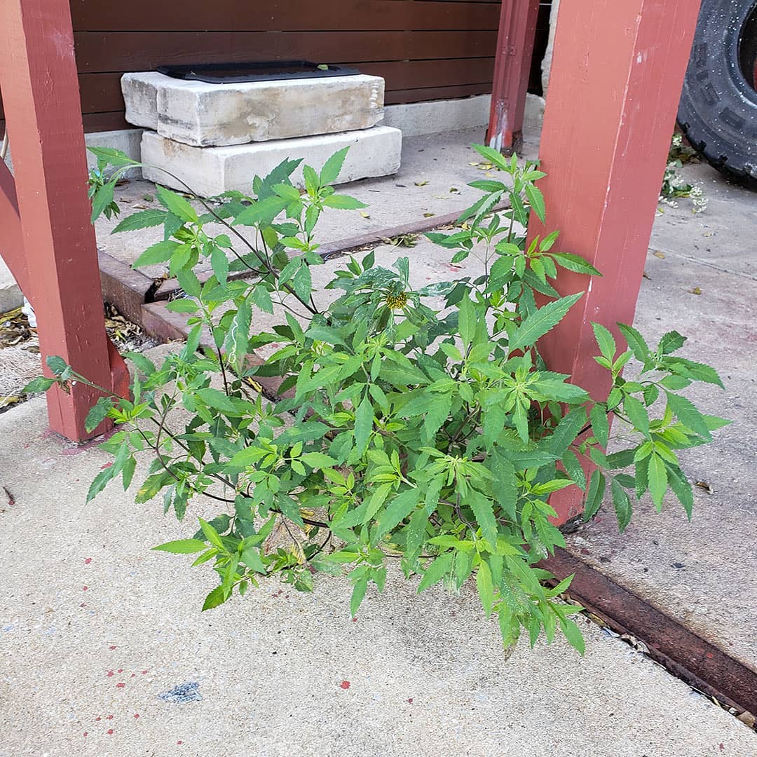 Big Devil's Beggarticks growing out of a pavement joint