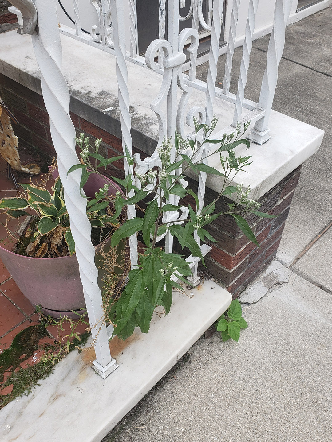 Late Boneset growing out of a porch