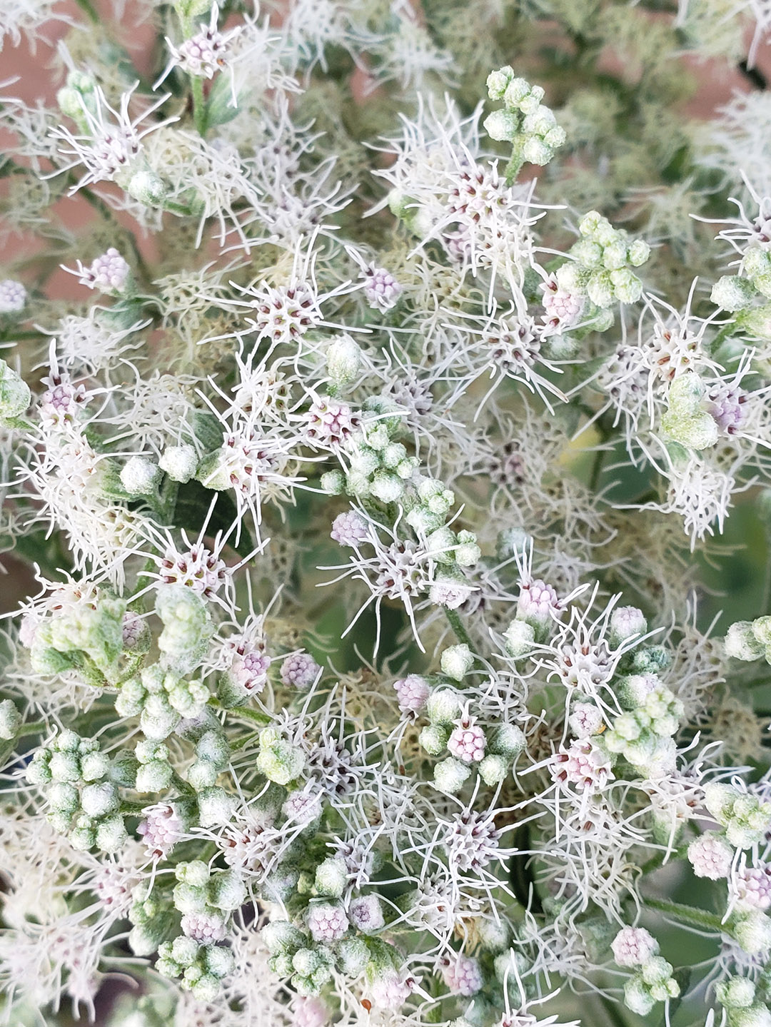 Late Boneset flowers