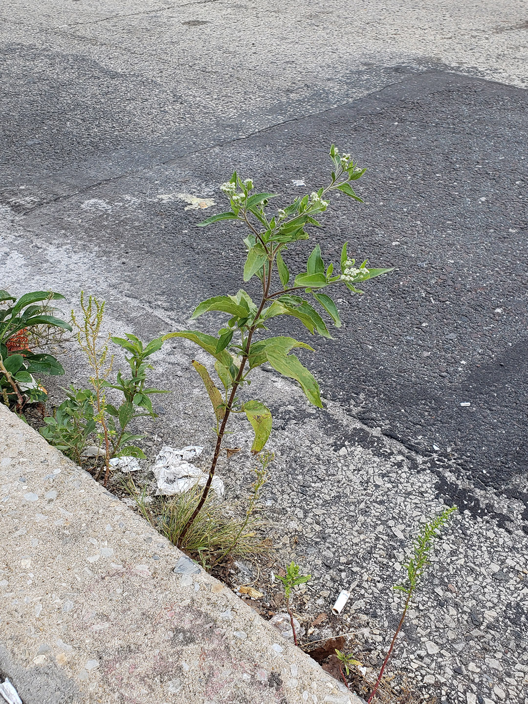 Late Boneset growing out of a street gutter