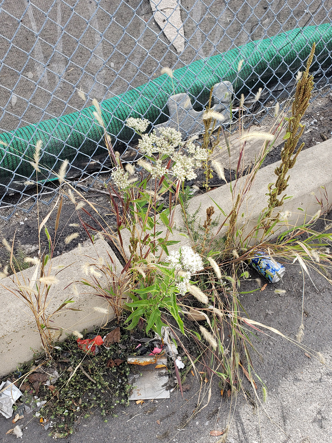 Late Boneset growing out of a street gutter