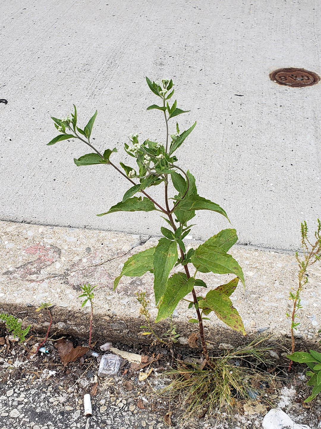 Late Boneset growing out of a street gutter