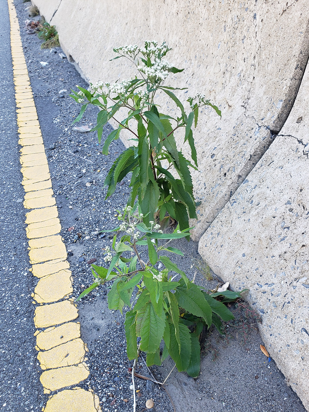 Late Boneset growing out of a highway median