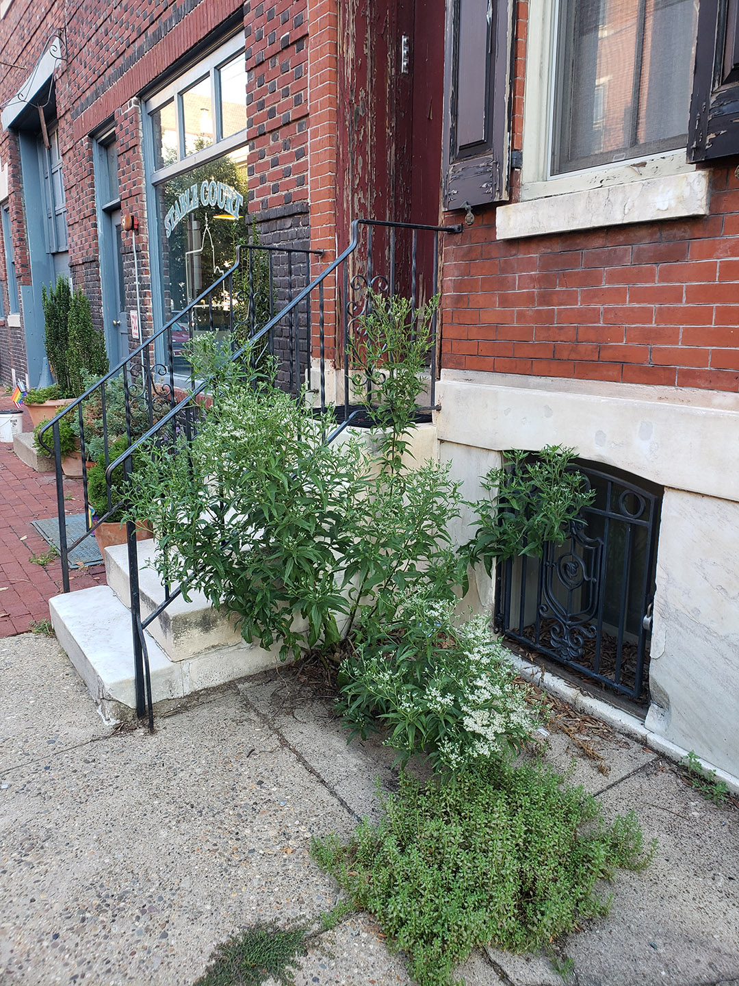 Late Boneset growing out of a sidewalk