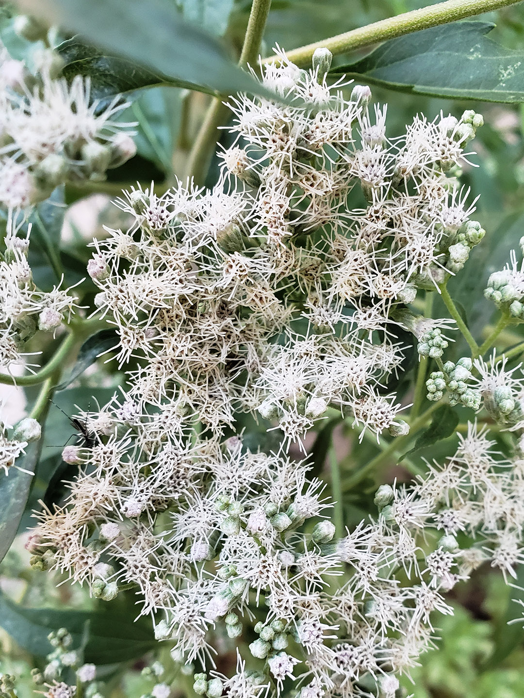 Late Boneset falling over under its own weight