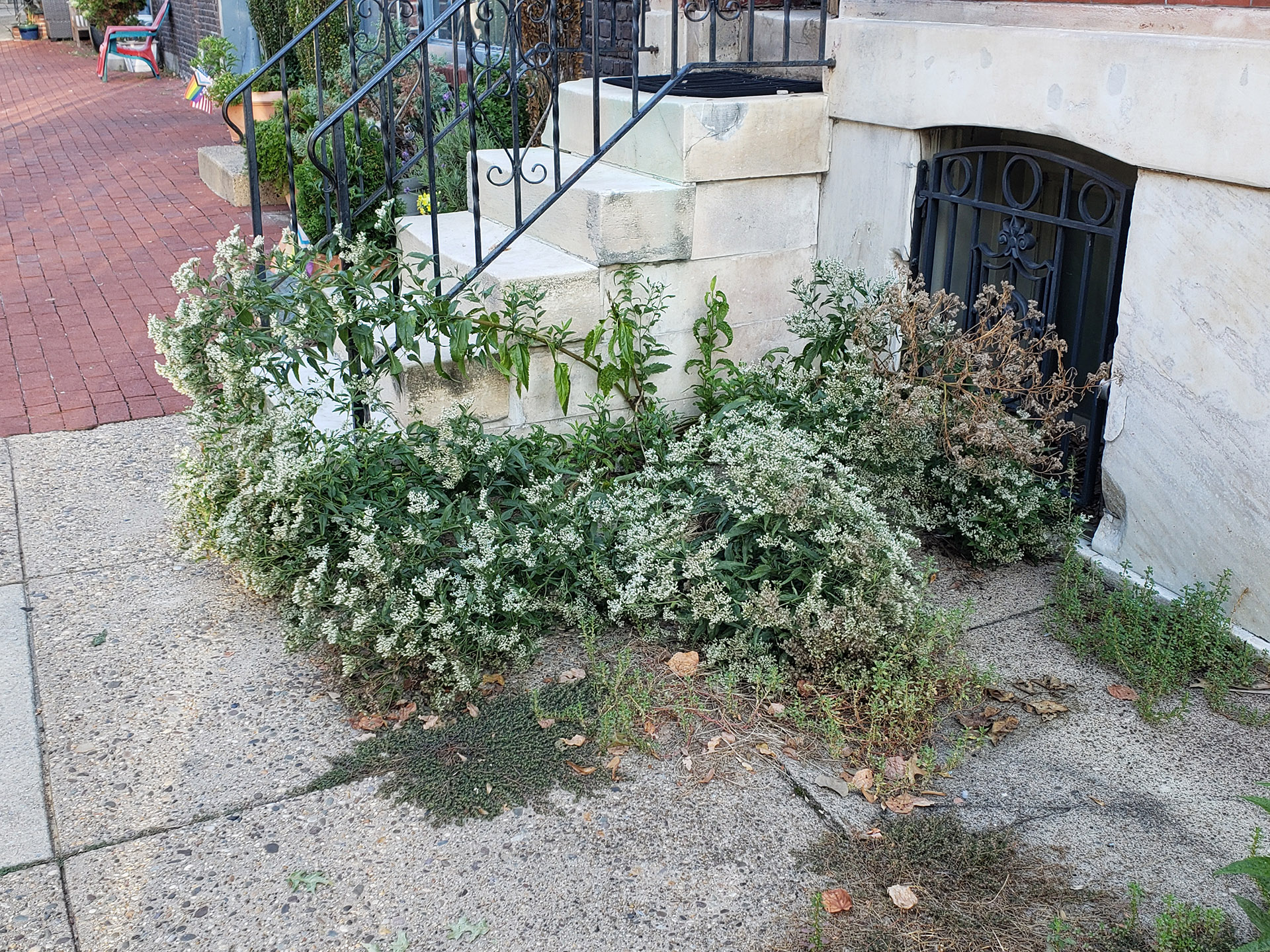 Late Boneset falling over under its own weight