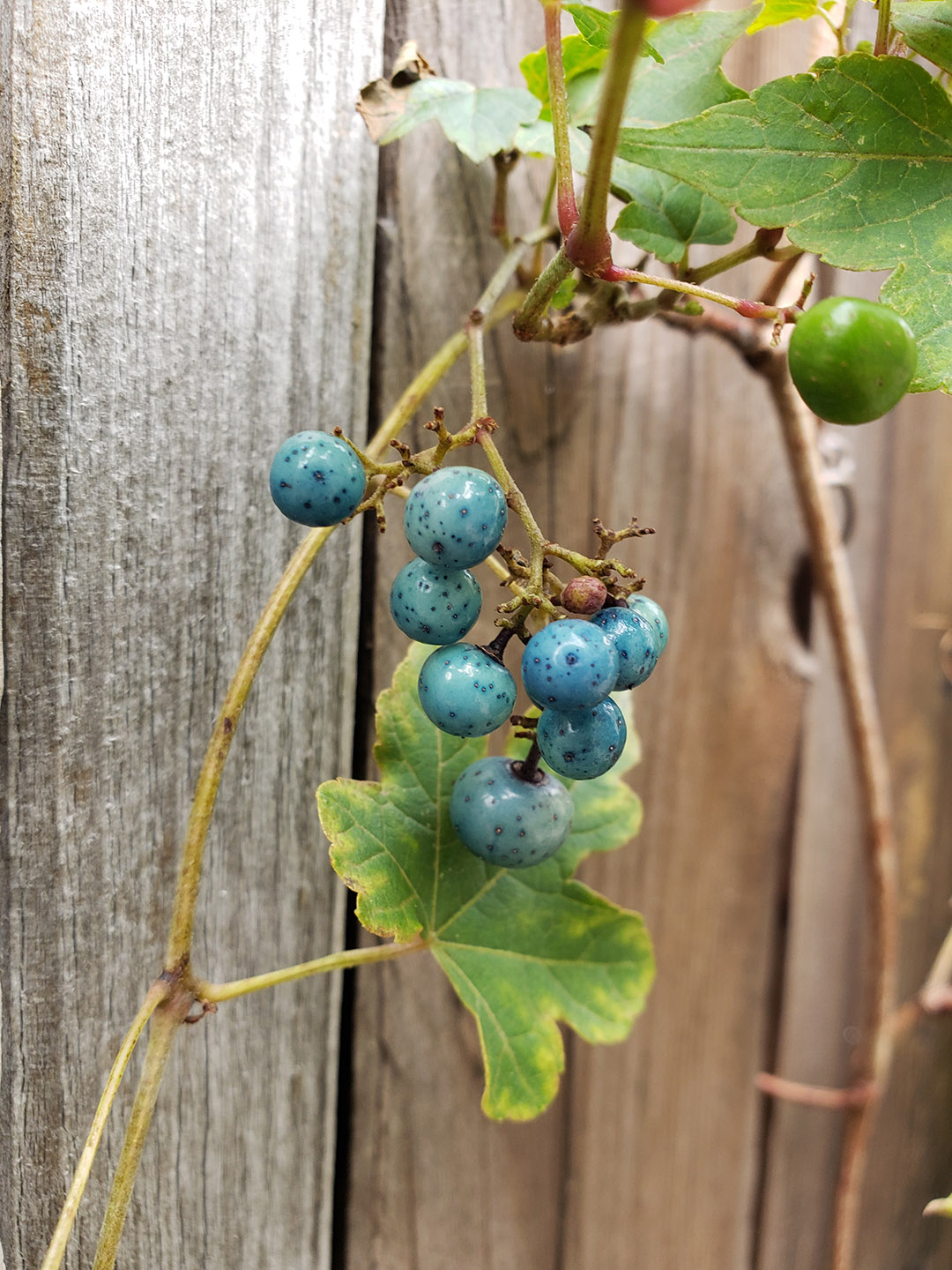 Porcelain Berry grown out of pavement