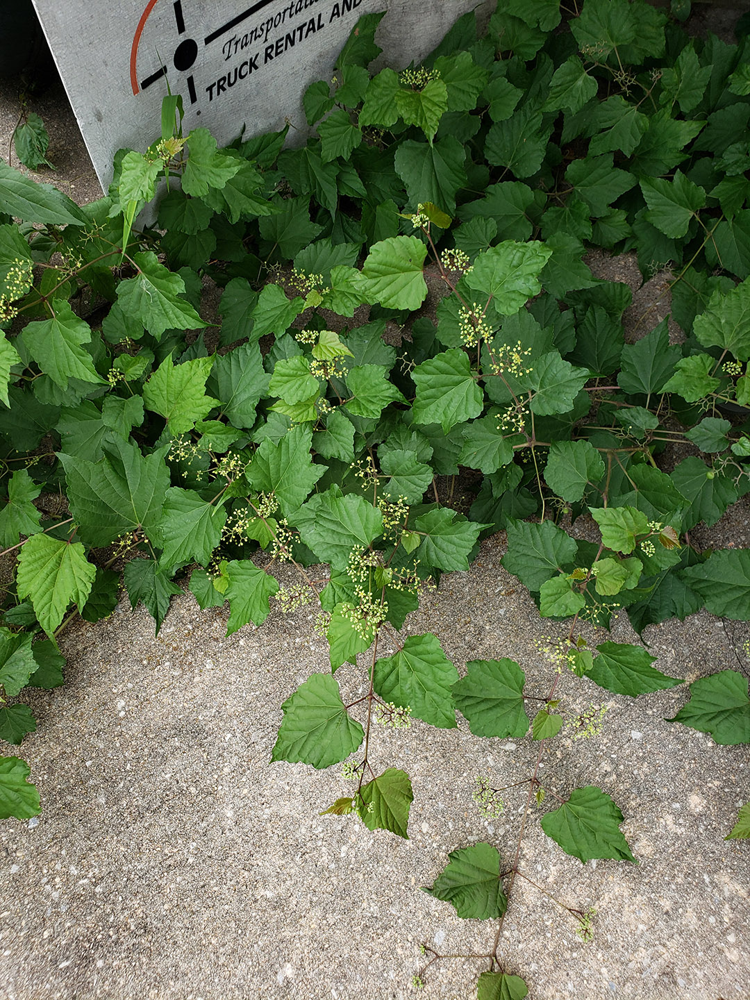 Porcelain Berry grown out of pavement