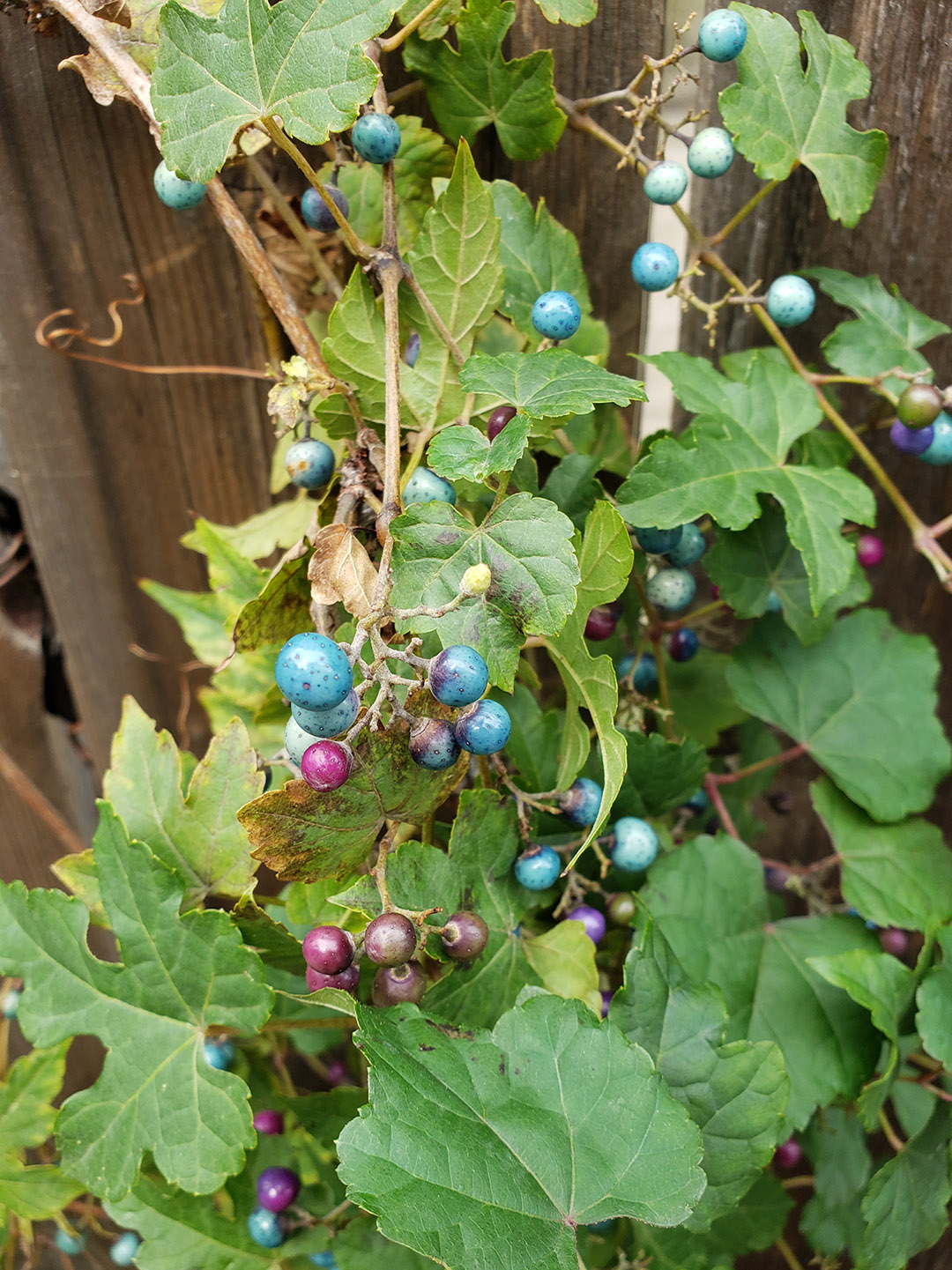 Porcelain Berry grown out of pavement