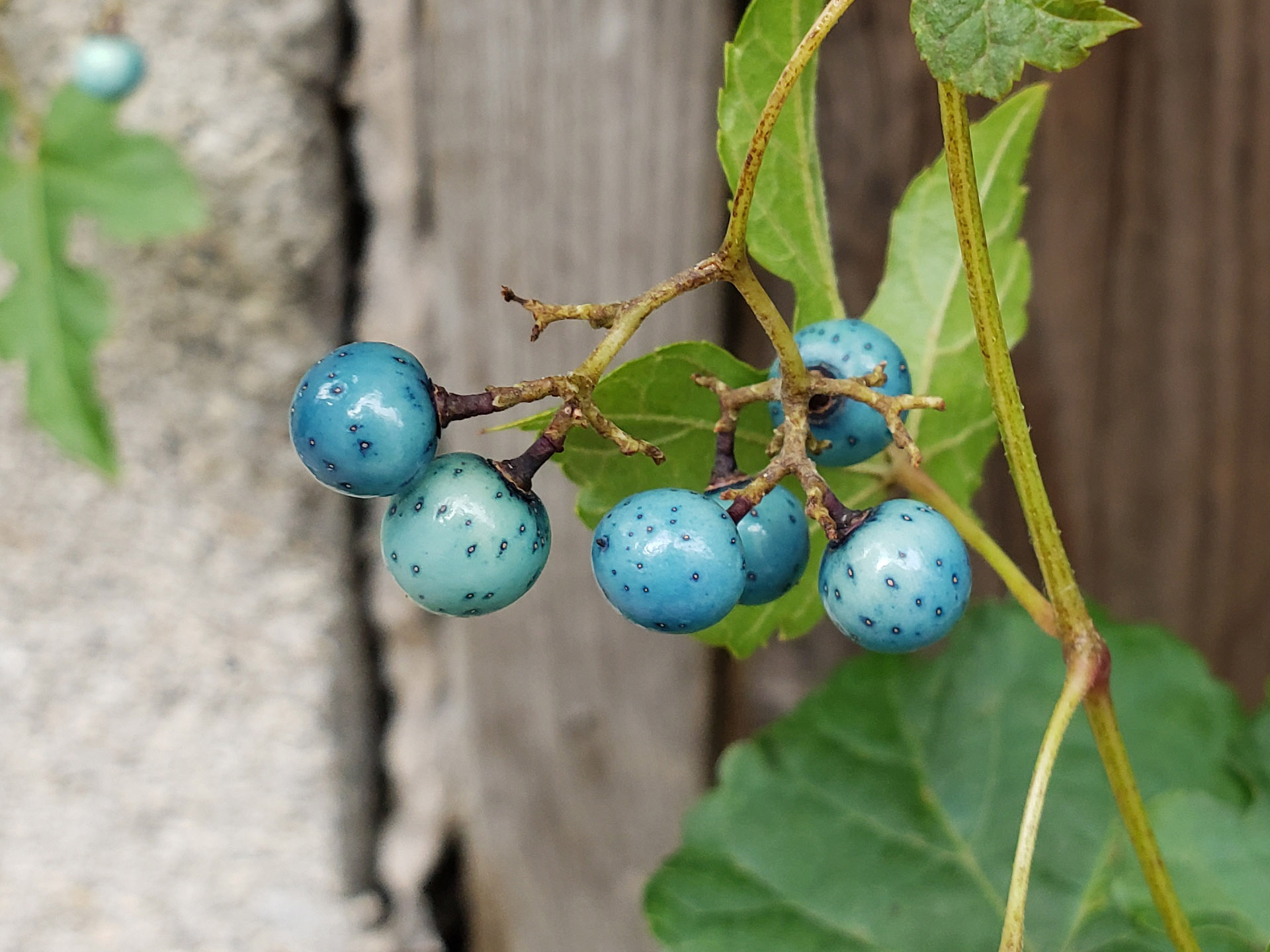 Porcelain Berry grown out of pavement