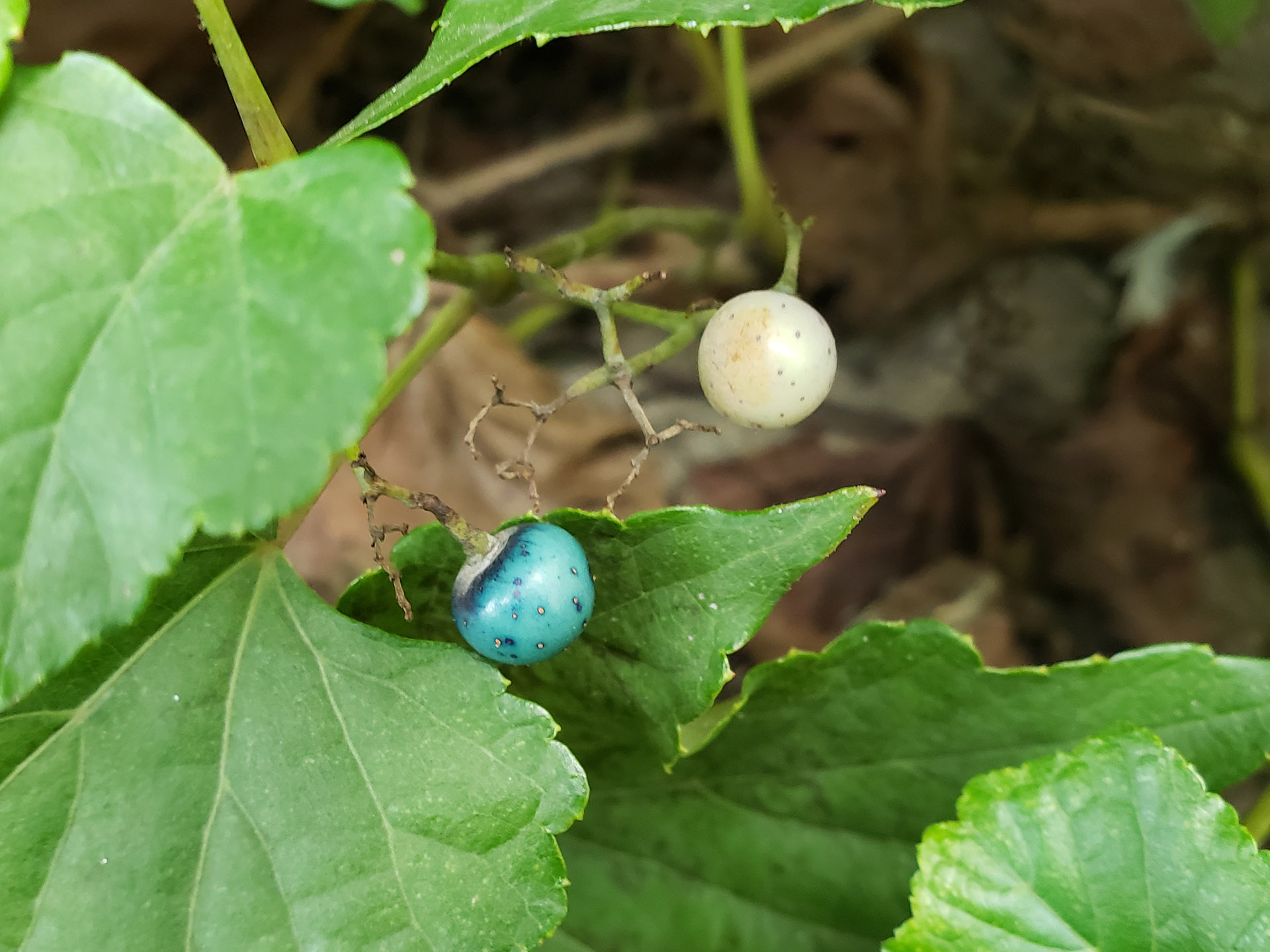 Porcelain Berry grown out of pavement