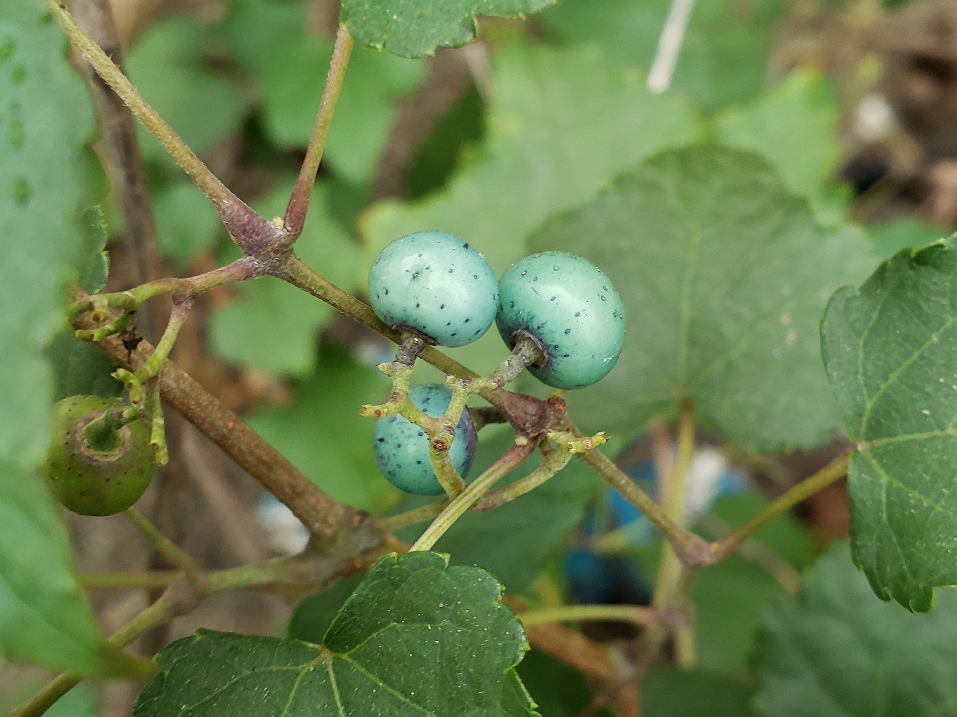 Porcelain Berry grown out of pavement