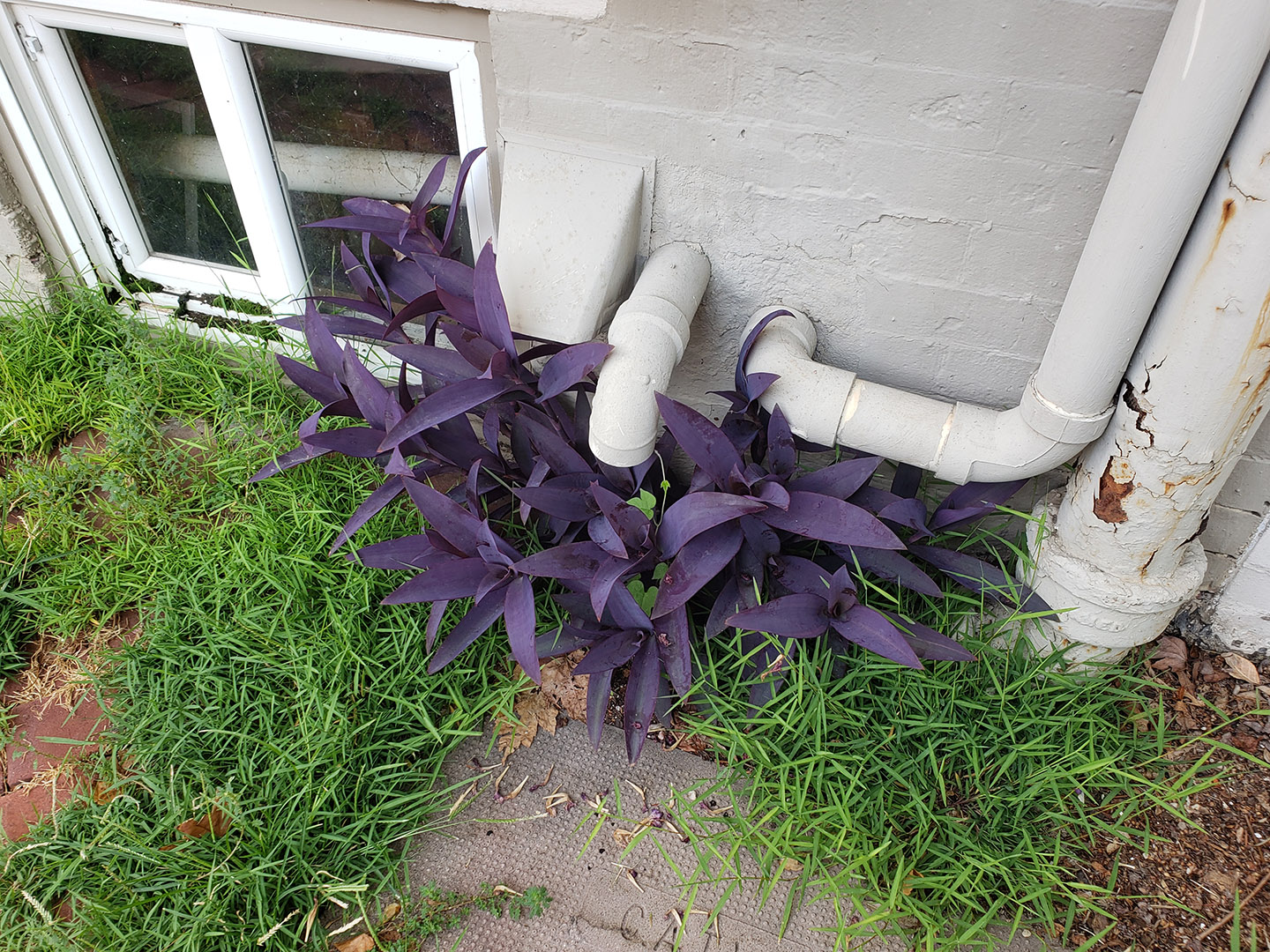 Purple Heart growing out of a brick sidewalk