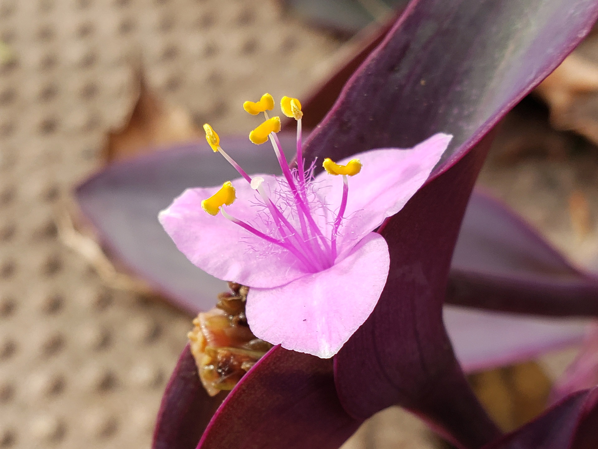 Purple Heart bloom
