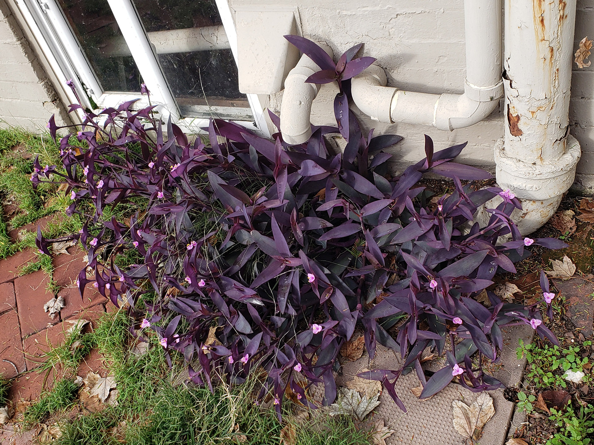 Purple Heart growing out of a brick sidewalk