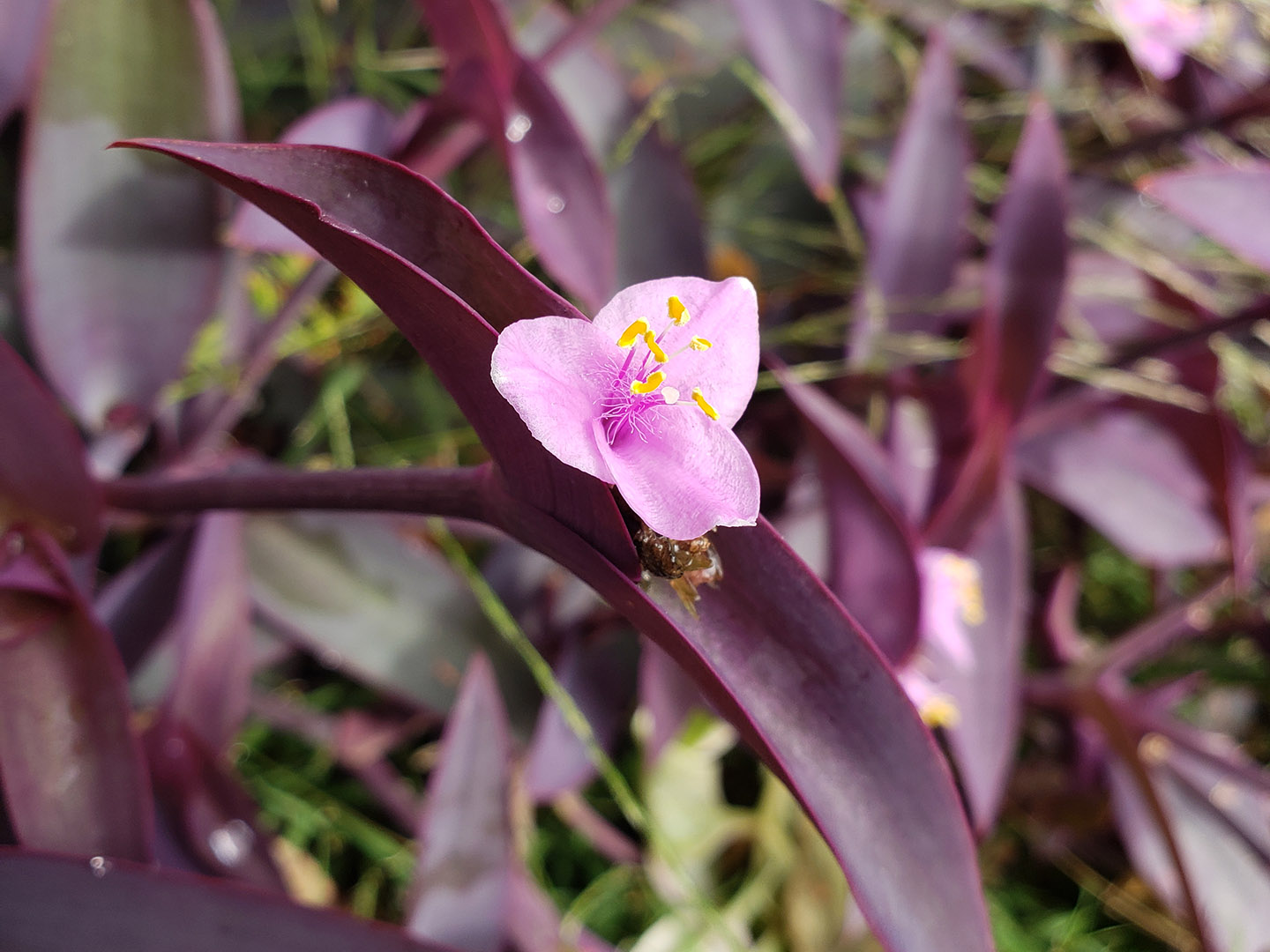 Purple Heart bloom