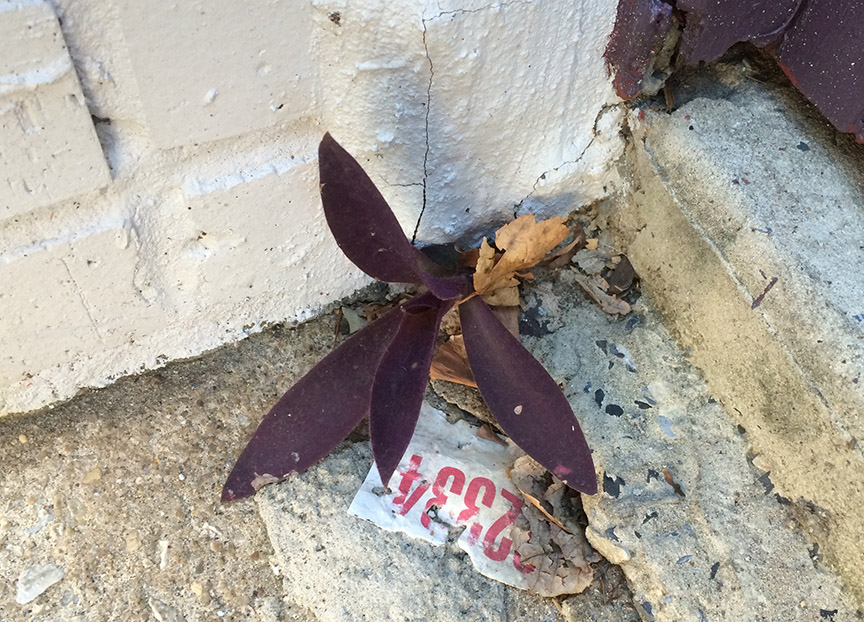 Purple Heart growing out of concrete