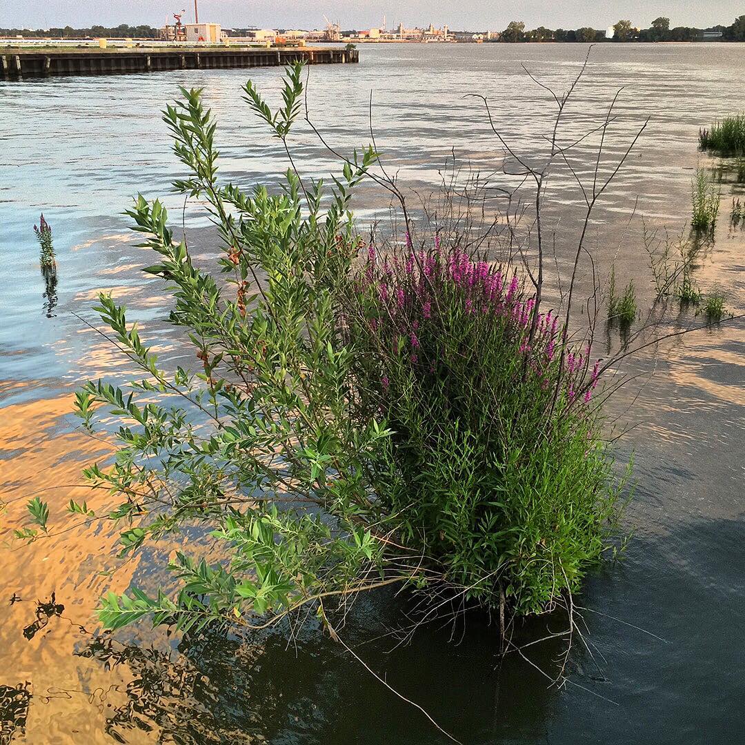 Purple Loosestrife grown out of a pier pillar in the Delaware River