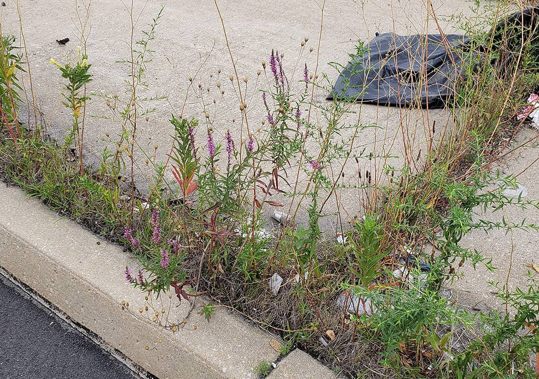 Purple Loosestrife grown out a highway median