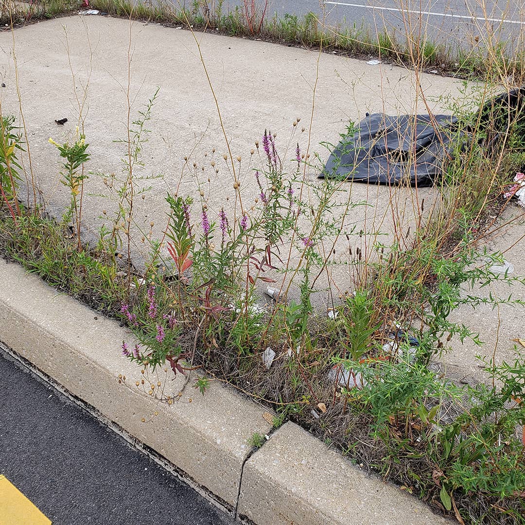 Purple Loosestrife growing out of a highway median