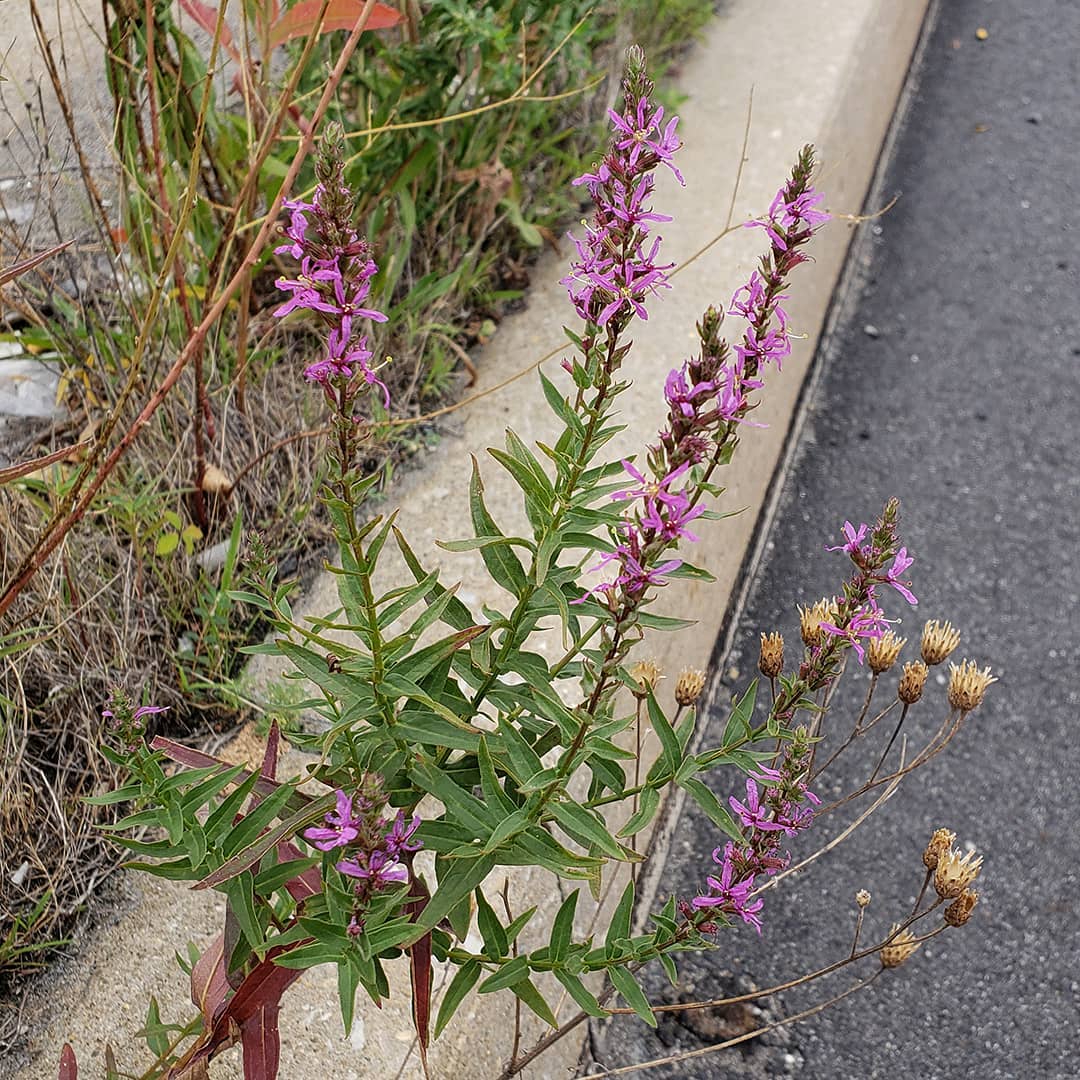 Purple Loosestrife growing out of a highway median