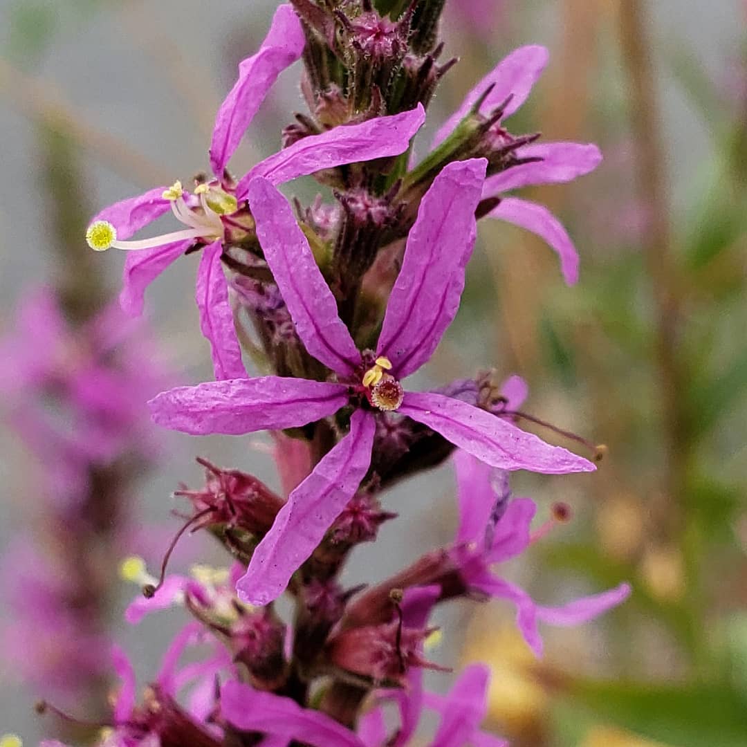 Purple Loosestrife growing out of a highway median