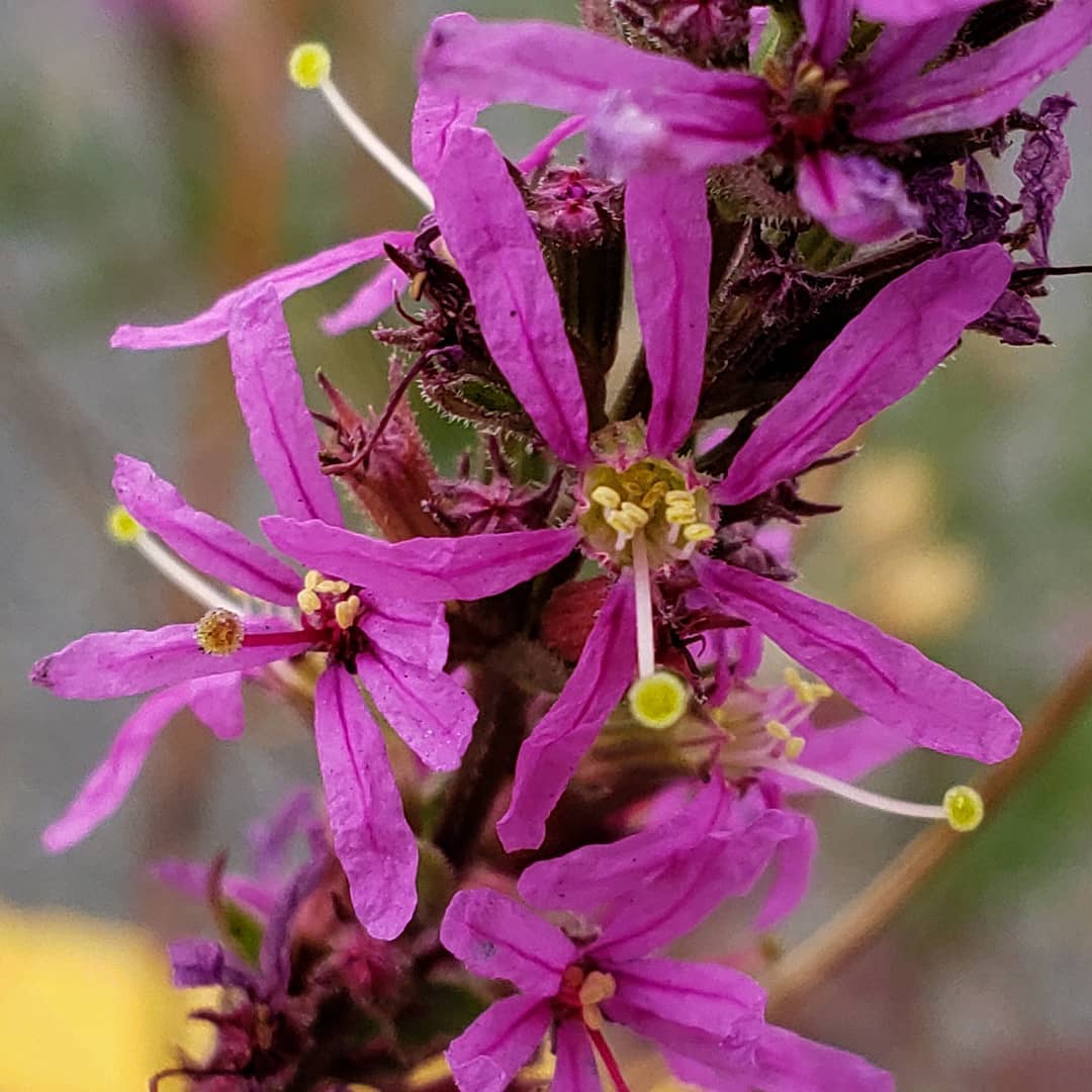 Purple Loosestrife growing out of a highway median