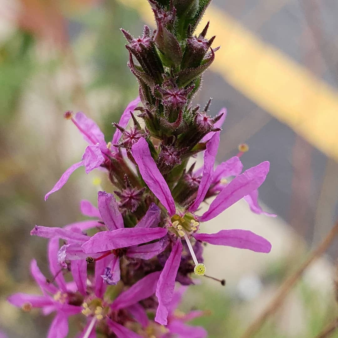 Purple Loosestrife growing out of a highway median