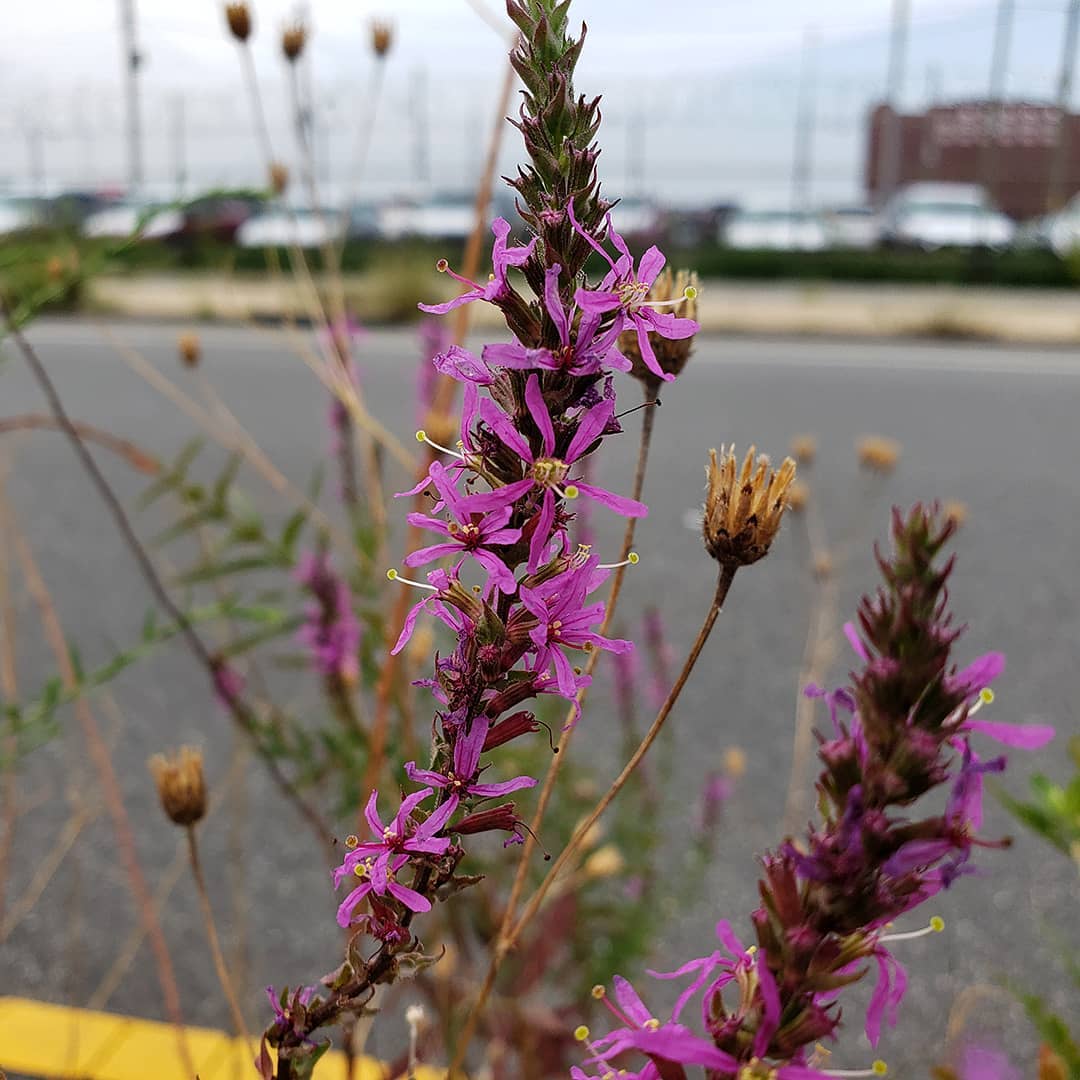 Purple Loosestrife growing out of a highway median