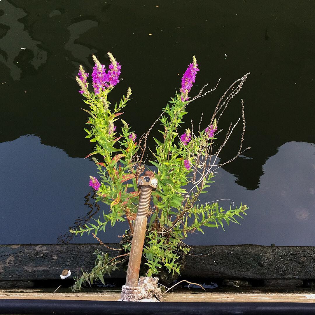 Purple Loosestrife growing out of the retaining wall of the Delaware River