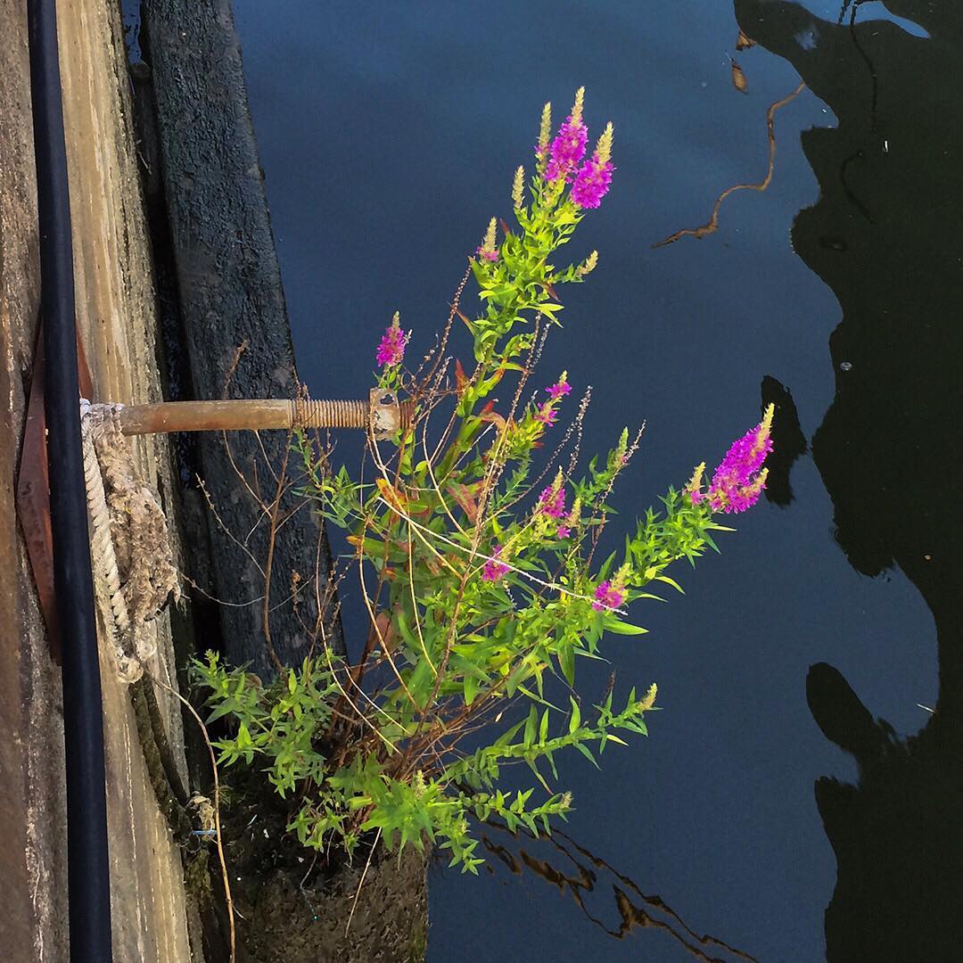 Purple Loosestrife growing out of the retaining wall of the Delaware River