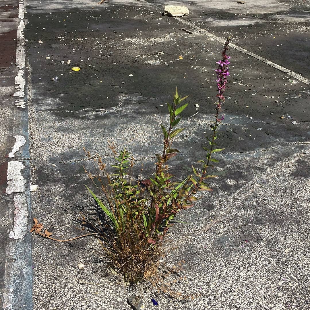 Purple Loosestrife growing out of an old tennis court
