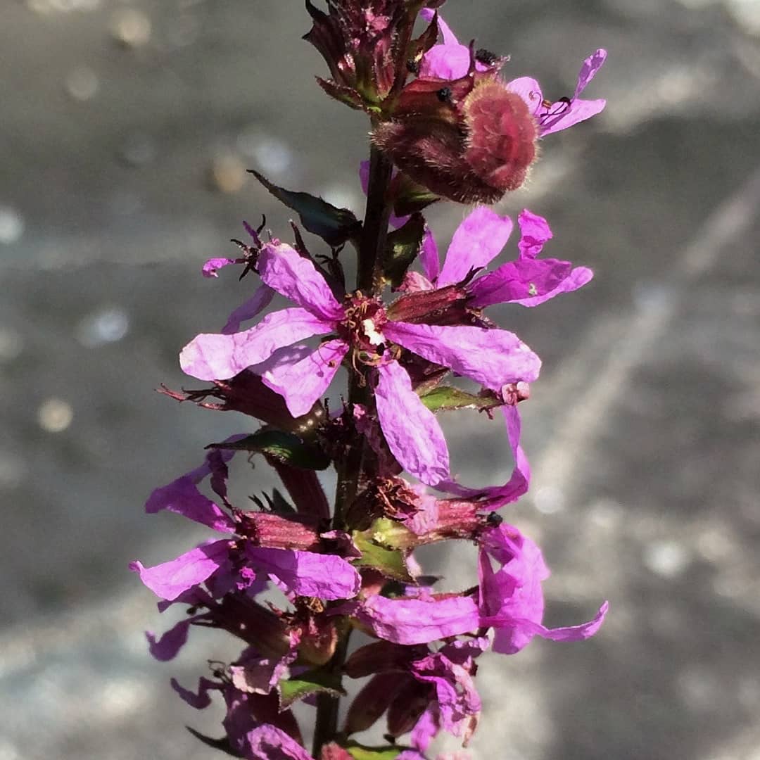 Purple Loosestrife growing out of an old tennis court
