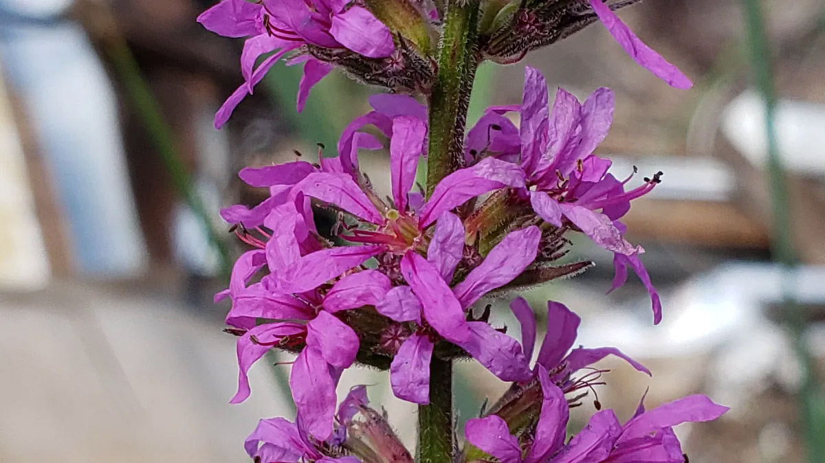 Purple Loosestrife growing out of an old tennis court