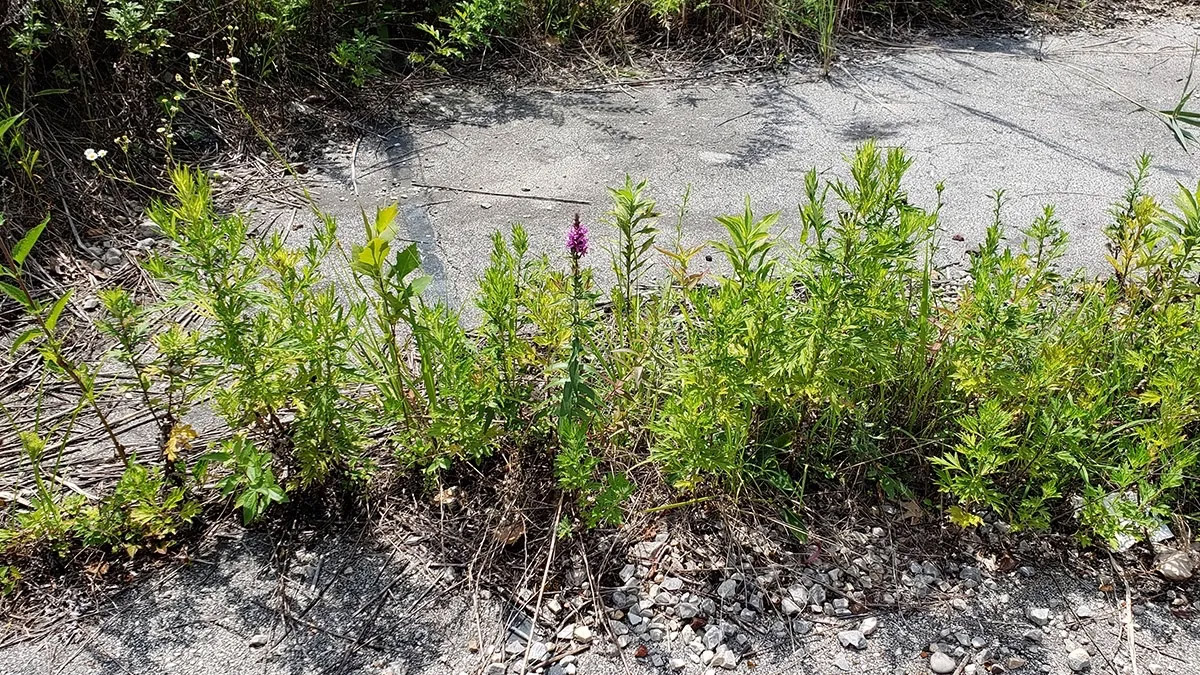 Purple Loosestrife growing out of an old tennis court