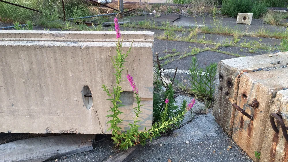 Purple Loosestrife growing out of pavement
