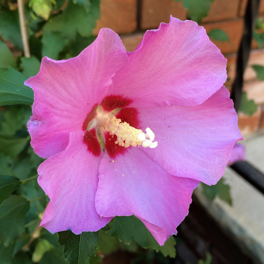 Rose of Sharon grown out of the sidewalk