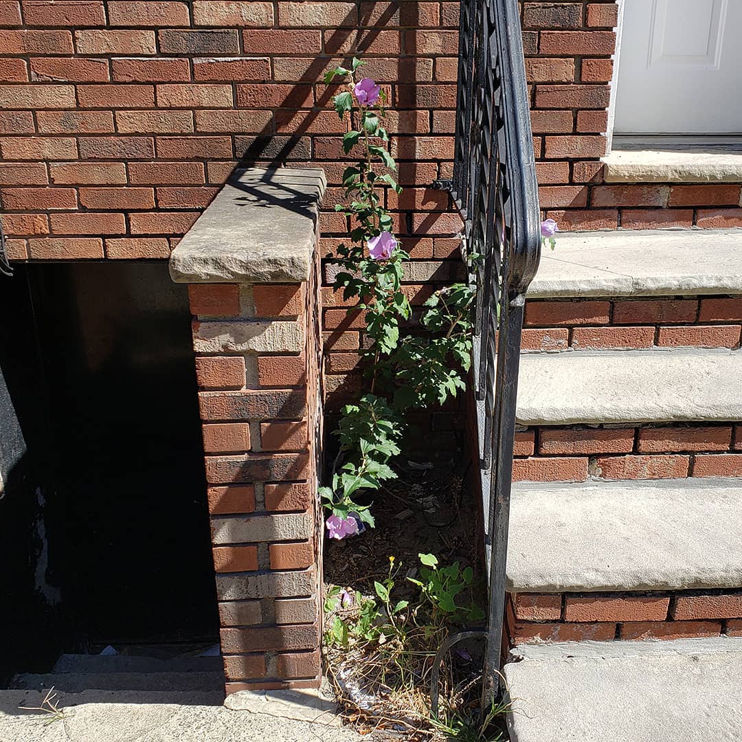 Rose of Sharon grown out of the sidewalk