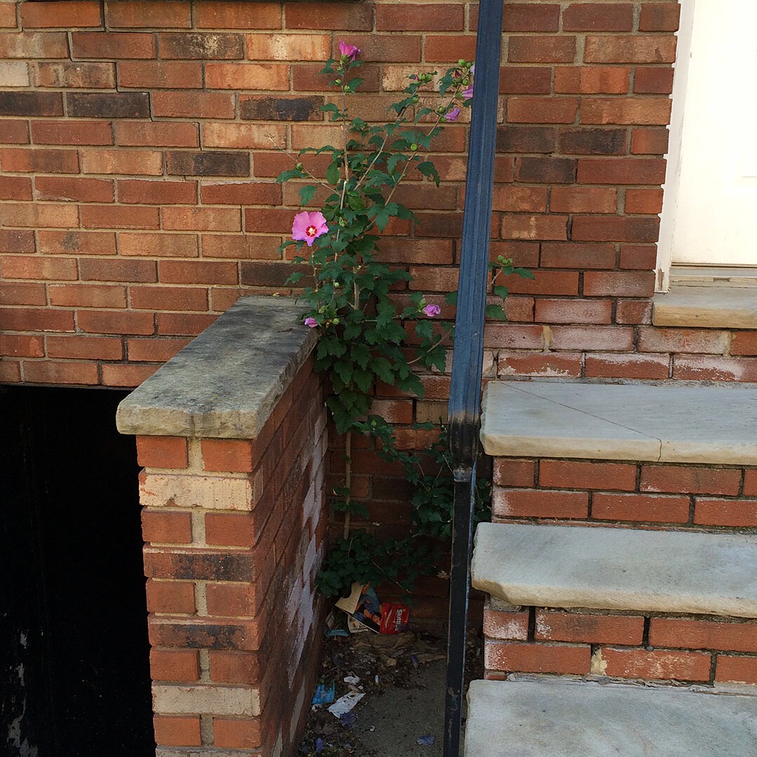 A Rose of Sharon growing out of a sidewalk