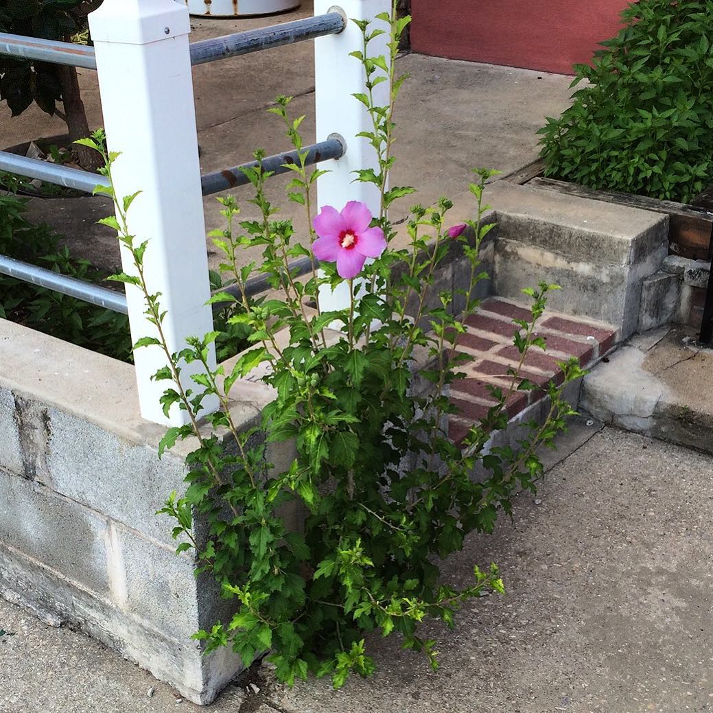 A Rose of Sharon growing out of a sidewalk