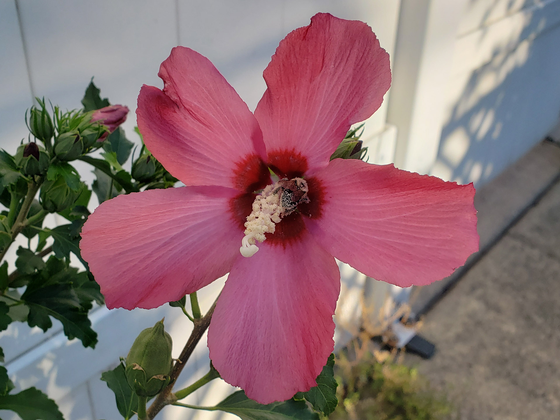 A Rose of Sharon bloom