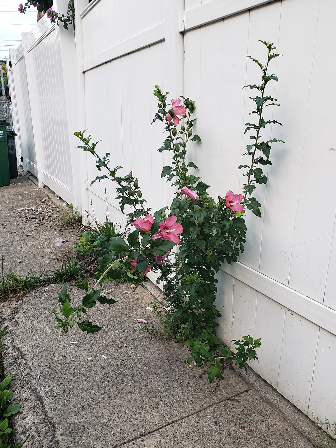 A Rose of Sharon growing out of a sidewalk