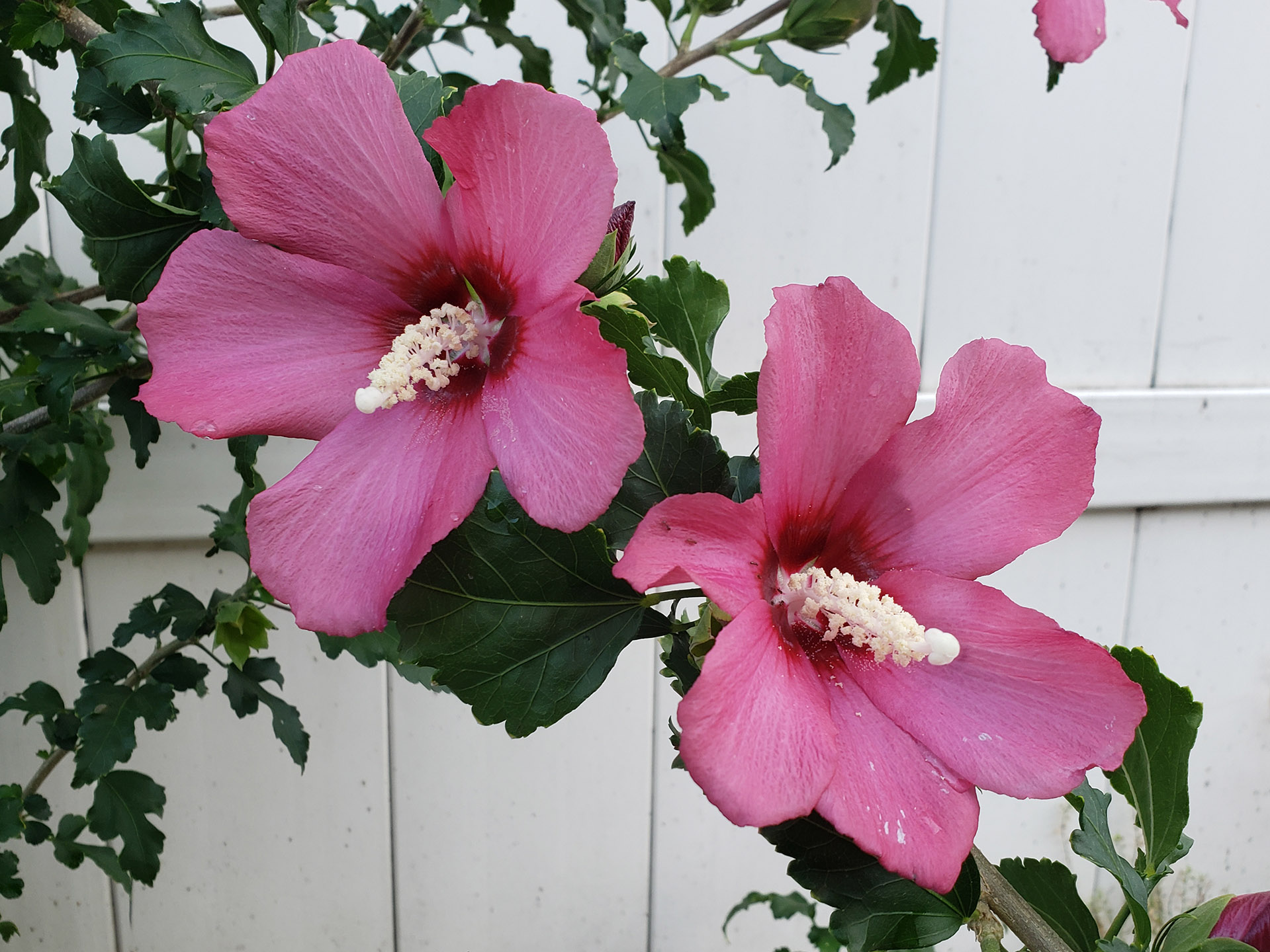 Rose of Sharon bloooms