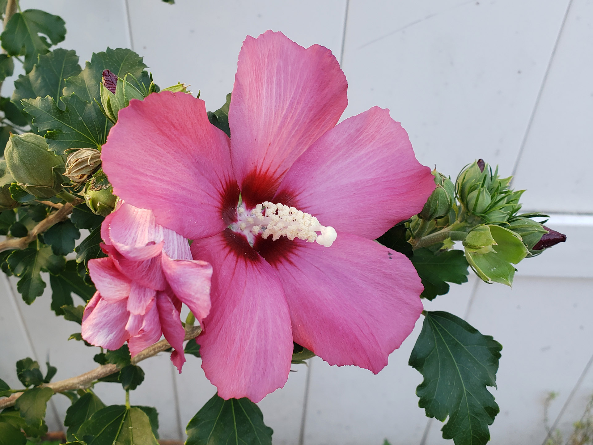 A Rose of Sharon blooom