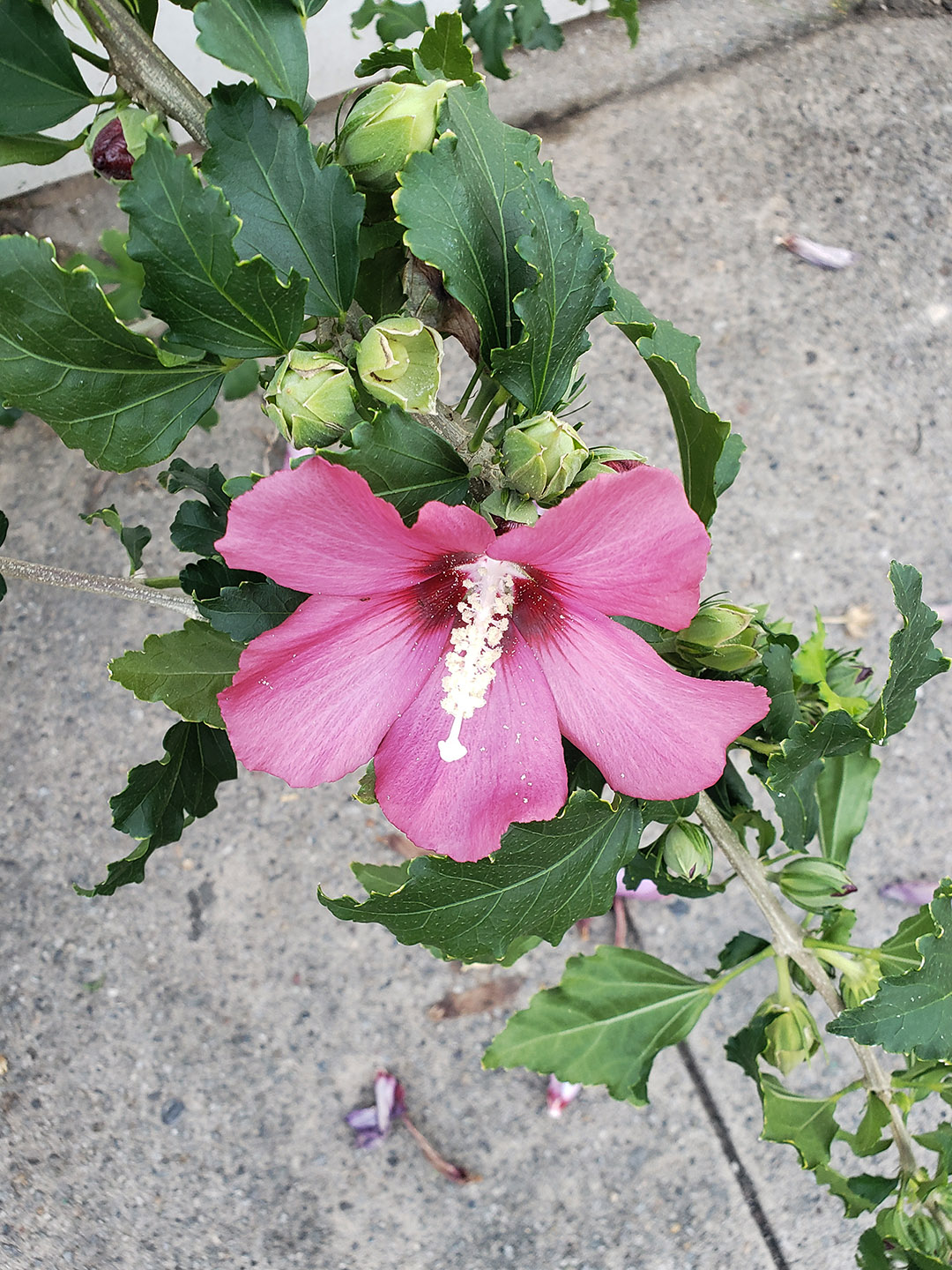 A Rose of Sharon blooom