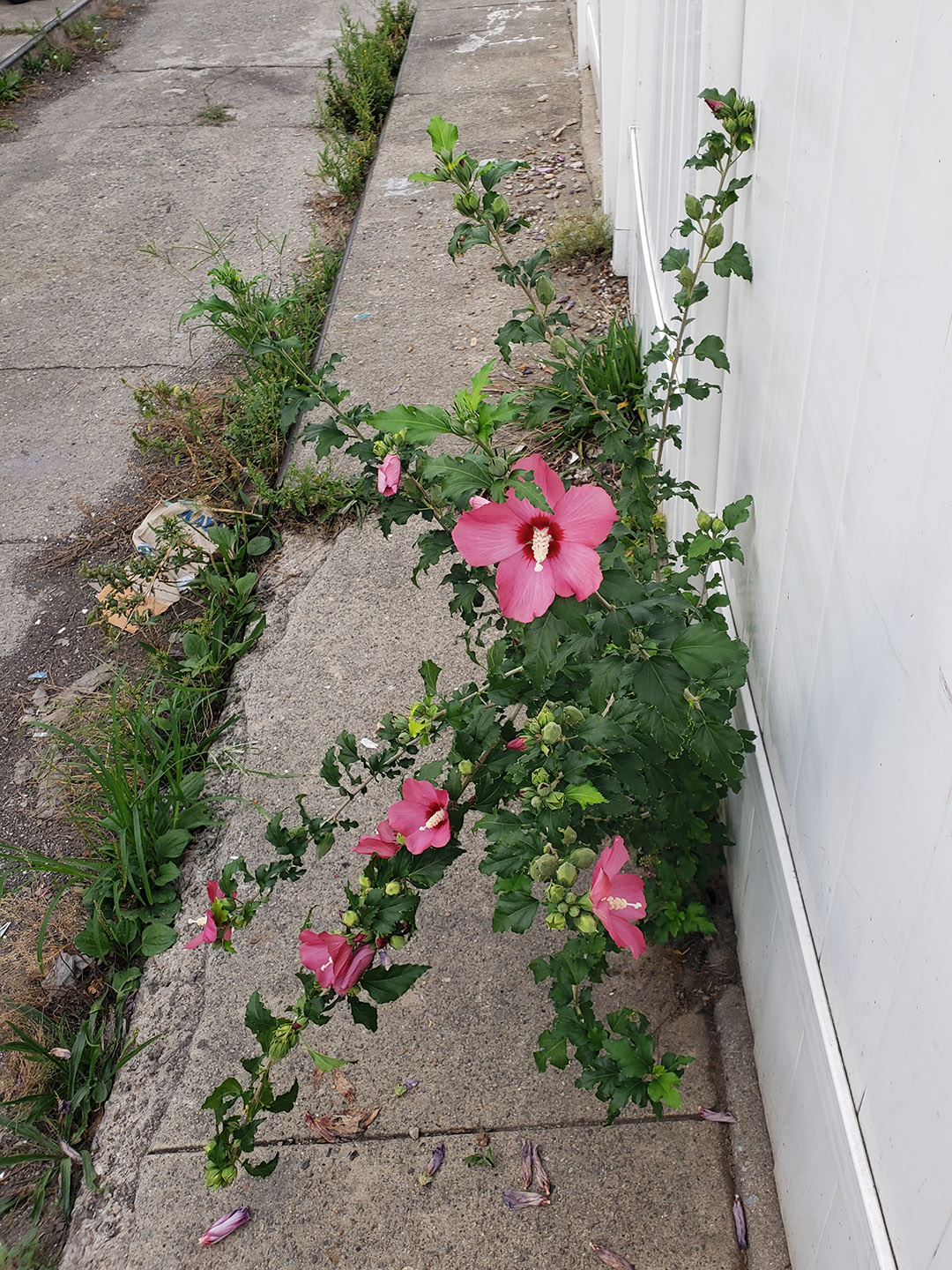 A Rose of Sharon growing out of a sidewalk