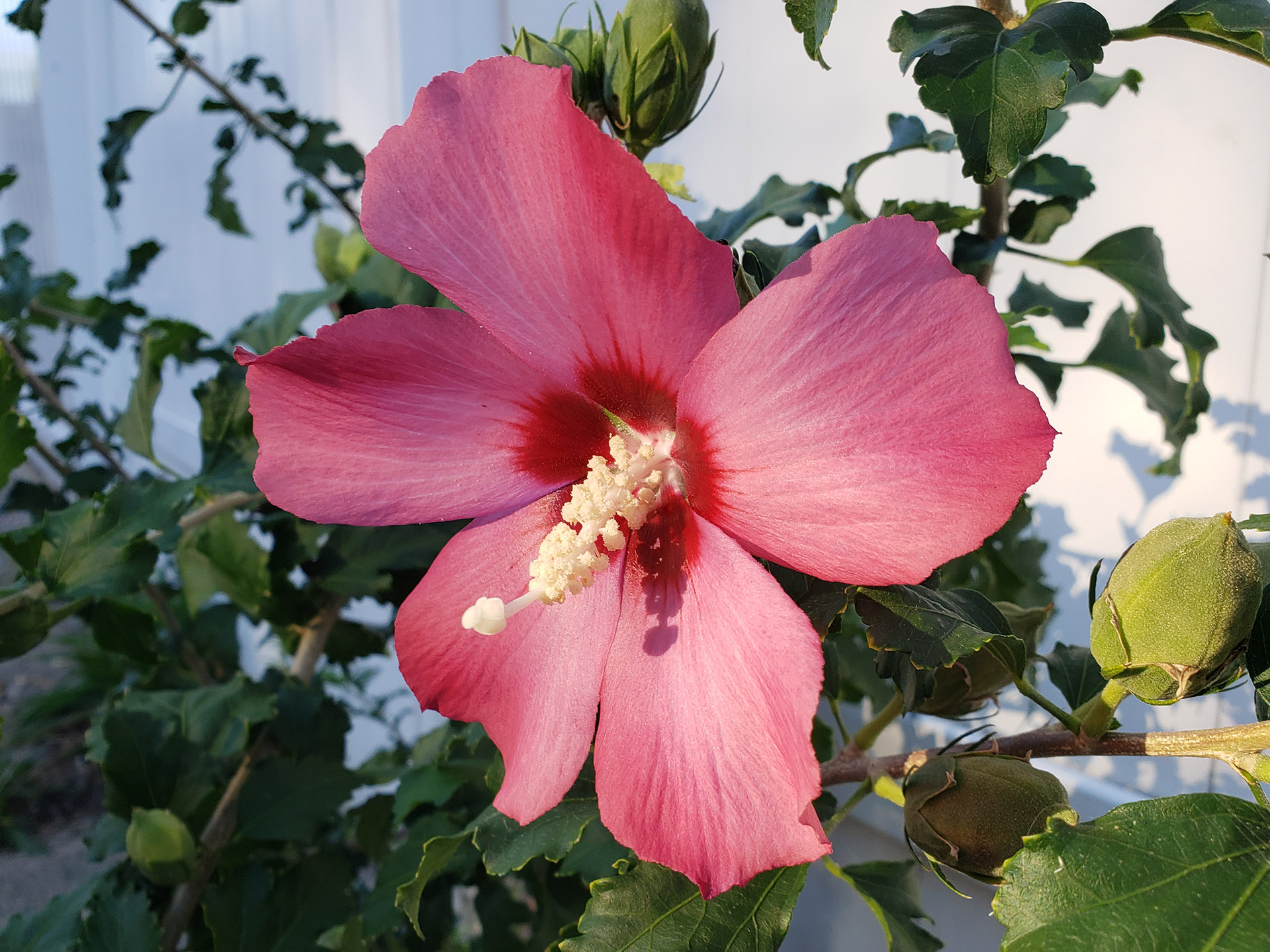 A Rose of Sharon blooom